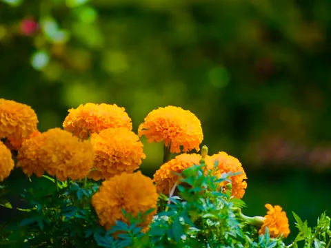 Marigold flowers arranged for Navratri celebrations